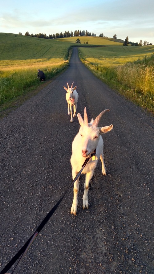leash-training-goats